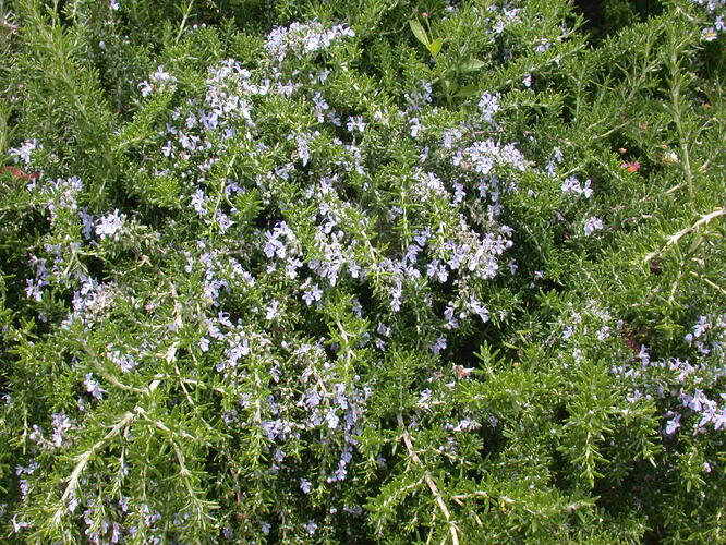 Rozmarýn lékařský 'Prostratus' - Rosmarinus officinalis 'Prostratus'