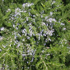 Rozmarýn lékařský 'Prostratus' - Rosmarinus officinalis 'Prostratus'