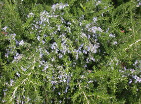 Rozmarýn lékařský 'Prostratus' - Rosmarinus officinalis 'Prostratus'