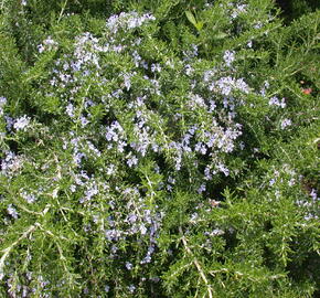 Rozmarýn lékařský 'Prostratus' - Rosmarinus officinalis 'Prostratus'