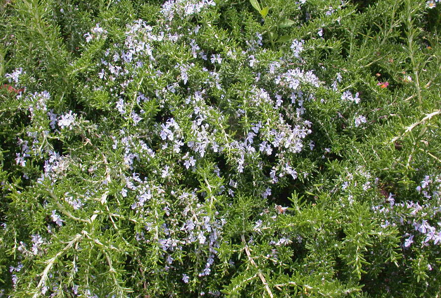 Rozmarýn lékařský 'Prostratus' - Rosmarinus officinalis 'Prostratus'