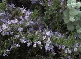 Rozmarýn lékařský 'Prostratus' - Rosmarinus officinalis 'Prostratus'