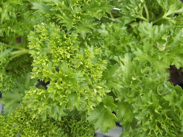 Petržel zahradní 'Afrodite' - Petroselinum crispum 'Afrodite'