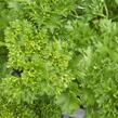 Petržel zahradní 'Afrodite' - Petroselinum crispum 'Afrodite'