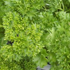 Petržel zahradní 'Afrodite' - Petroselinum crispum 'Afrodite'