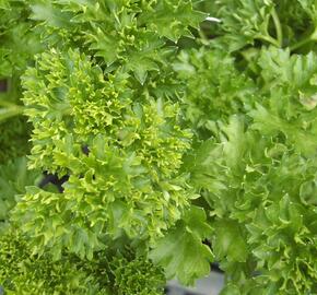 Petržel zahradní 'Afrodite'
