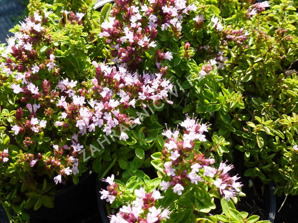 Oregano obecné, dobromysl 'Compactum' - Origanum vulgare 'Compactum'