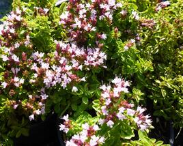 Oregano obecné, dobromysl 'Compactum'