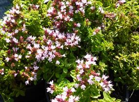 Oregano obecné, dobromysl 'Compactum' - Origanum vulgare 'Compactum'