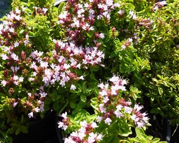 Oregano obecné, dobromysl 'Compactum'