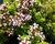 Oregano obecné, dobromysl 'Compactum'