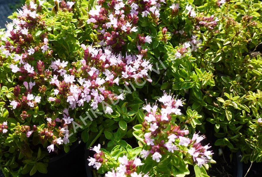 Oregano obecné, dobromysl 'Compactum' - Origanum vulgare 'Compactum'