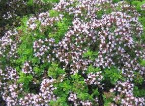Oregano obecné, dobromysl 'Compactum' - Origanum vulgare 'Compactum'