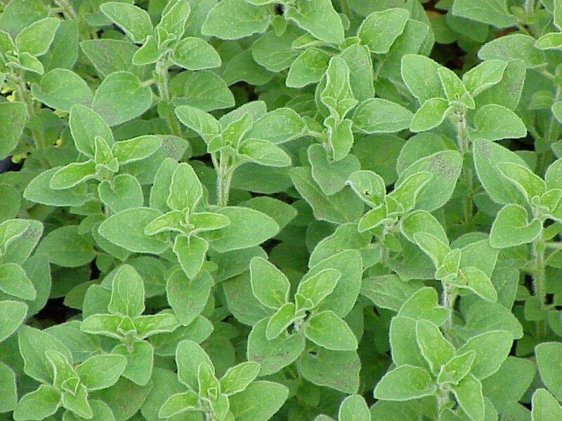 Oregano (Dobromysl) obecné 'Compactum' - Origanum vulgare 'Compactum'