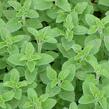 Oregano (Dobromysl) obecné 'Compactum' - Origanum vulgare 'Compactum'