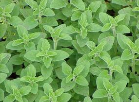 Oregano obecné, dobromysl 'Compactum' - Origanum vulgare 'Compactum'