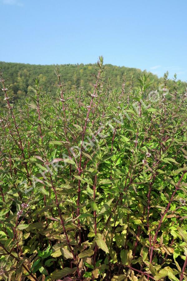 Máta peprná 'Pfefferminze' - Mentha piperita 'Pfefferminze'
