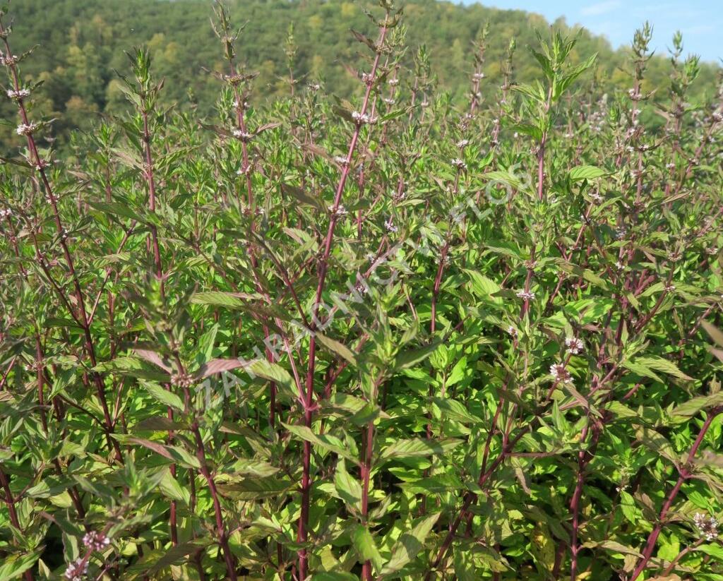 Máta peprná 'Pfefferminze' - Mentha piperita 'Pfefferminze'