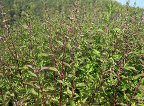 Máta peprná 'Pfefferminze' - Mentha piperita 'Pfefferminze'