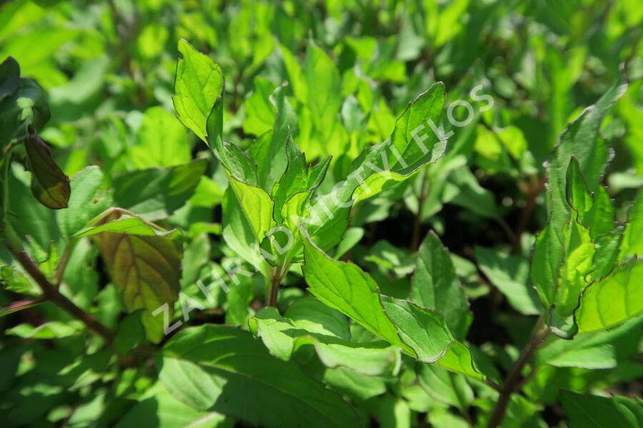 Máta peprná 'Pfefferminze' - Mentha piperita 'Pfefferminze'