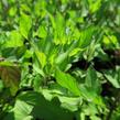 Máta peprná 'Pfefferminze' - Mentha piperita 'Pfefferminze'