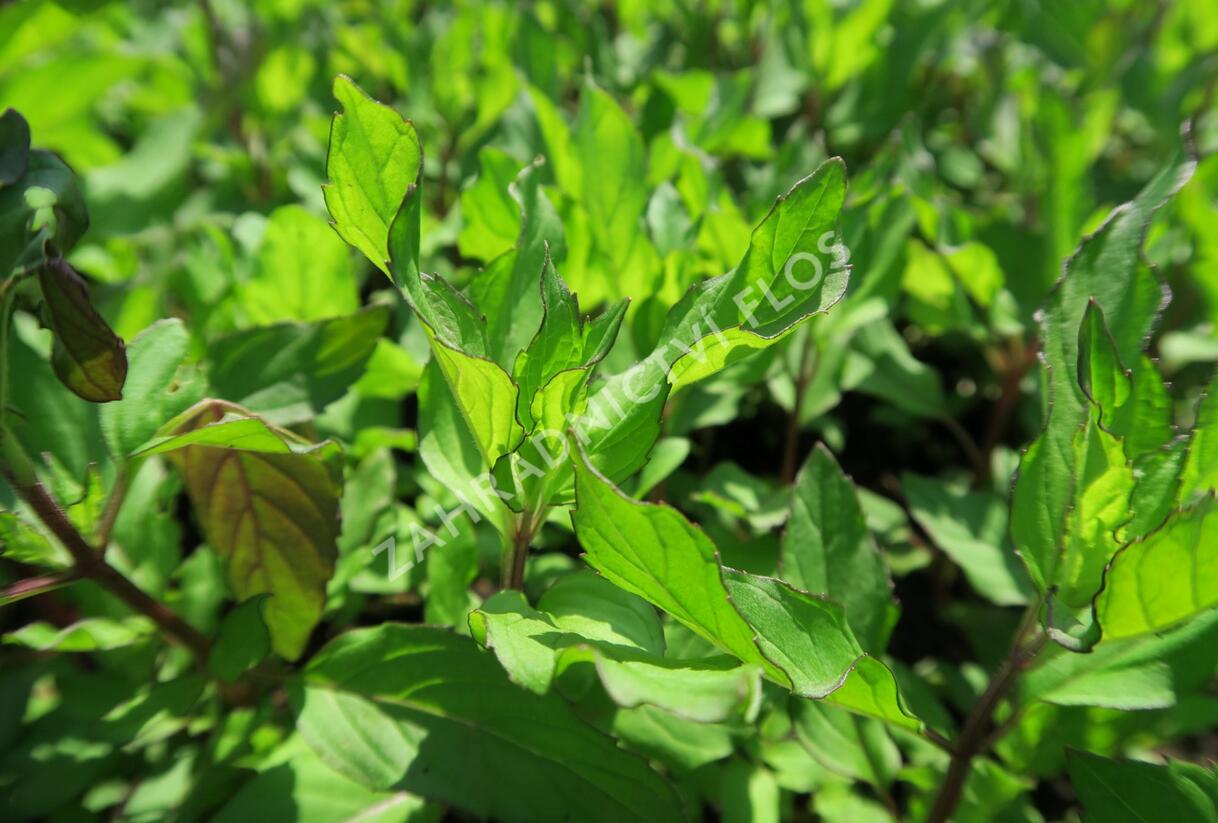 Máta peprná 'Pfefferminze' - Mentha piperita 'Pfefferminze'