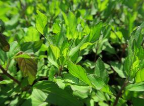 Máta peprná 'Pfefferminze' - Mentha piperita 'Pfefferminze'