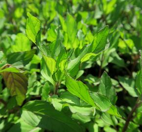 Máta peprná 'Pfefferminze' - Mentha piperita 'Pfefferminze'