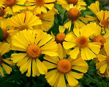 Záplevák podzimní 'Helena Gold'