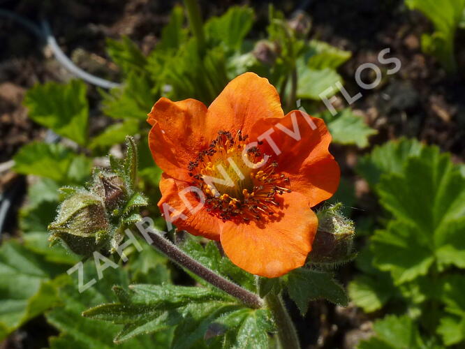 Kuklík šarlatový 'Cooky' - Geum coccineum 'Cooky'