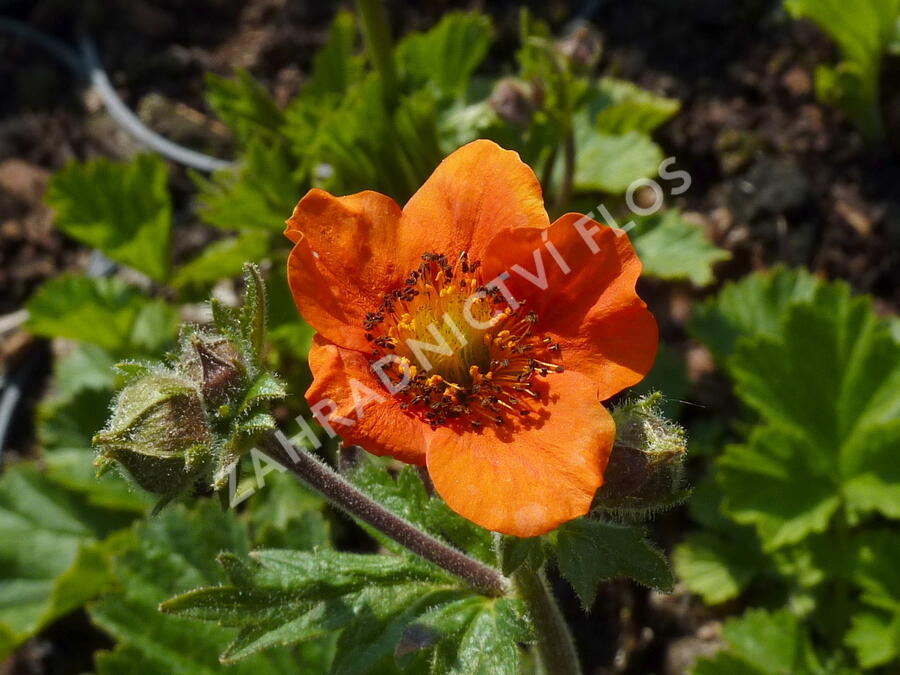 Kuklík šarlatový 'Cooky' - Geum coccineum 'Cooky'