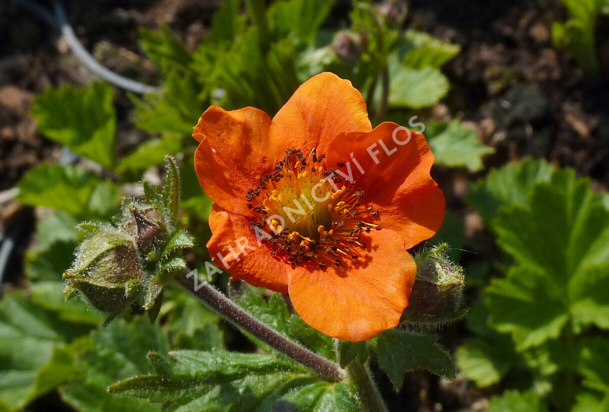 Kuklík šarlatový 'Cooky' - Geum coccineum 'Cooky'