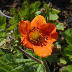 Kuklík šarlatový 'Cooky' - Geum coccineum 'Cooky'
