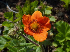 Kuklík šarlatový 'Cooky' - Geum coccineum 'Cooky'