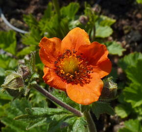 Kuklík šarlatový 'Cooky'