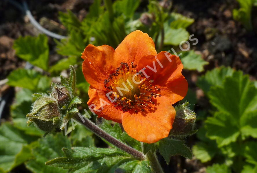 Kuklík šarlatový 'Cooky' - Geum coccineum 'Cooky'