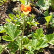 Kuklík šarlatový 'Cooky' - Geum coccineum 'Cooky'