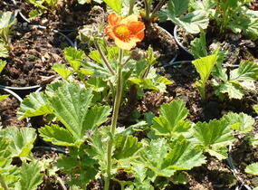 Kuklík šarlatový 'Cooky' - Geum coccineum 'Cooky'