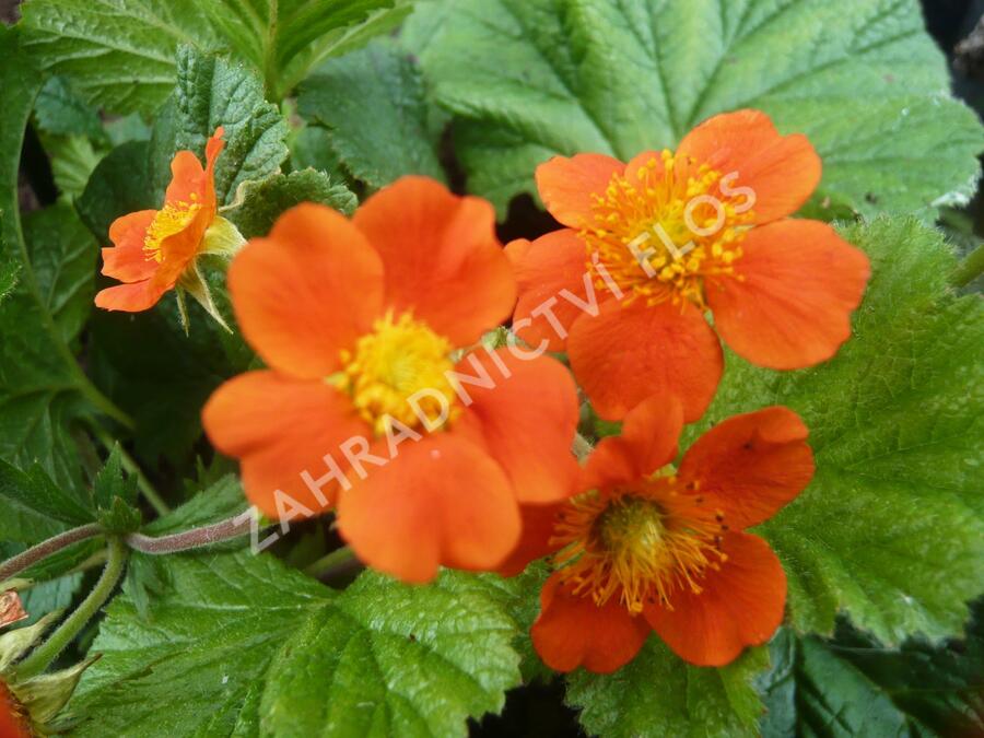 Kuklík šarlatový 'Cooky' - Geum coccineum 'Cooky'
