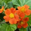 Kuklík šarlatový 'Cooky' - Geum coccineum 'Cooky'