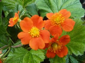 Kuklík šarlatový 'Cooky' - Geum coccineum 'Cooky'