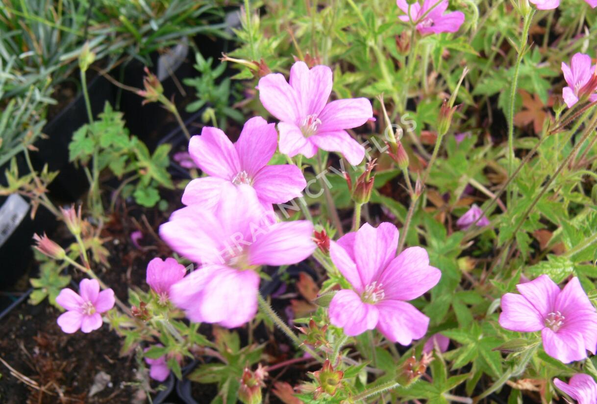 Kakost 'Rödbylund' - Geranium × oxonianum 'Rödbylund'
