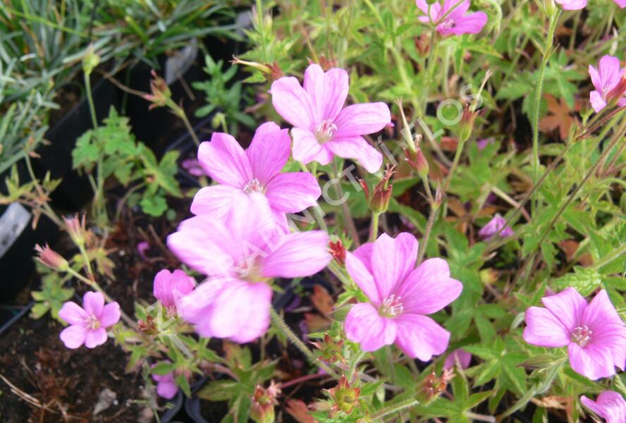 Kakost 'Rödbylund' - Geranium × oxonianum 'Rödbylund'