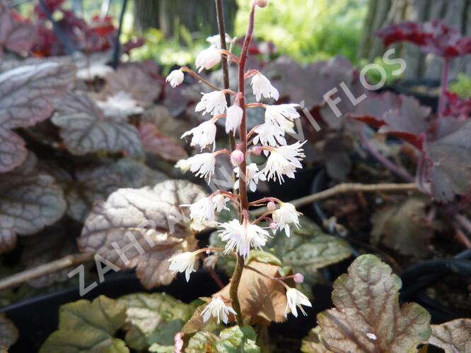 Dlužela 'Quicksilver' - Heucherella hybrida 'Quicksilver'