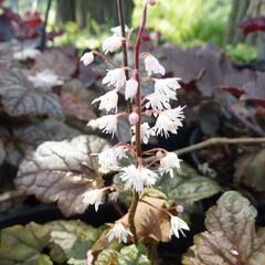 Dlužela 'Quicksilver' - Heucherella hybrida 'Quicksilver'