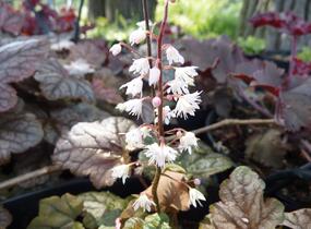 Dlužela 'Quicksilver' - Heucherella hybrida 'Quicksilver'