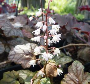 Dlužela 'Quicksilver' - Heucherella hybrida 'Quicksilver'