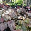 Dlužela 'Quicksilver' - Heucherella hybrida 'Quicksilver'