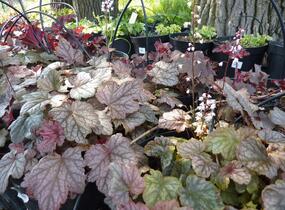 Dlužela 'Quicksilver' - Heucherella hybrida 'Quicksilver'