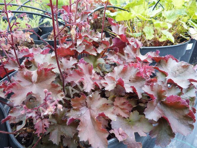 Dlužicha 'Palace green-red' - Heuchera hybrida 'Palace green-red'